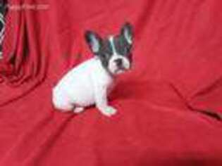 French Bulldog Puppy for sale in Mansfield, AR, USA