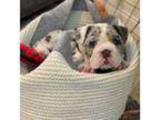 Bulldog Puppy for sale in Russellville, OH, USA