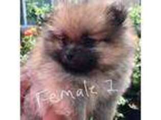 Pomeranian Puppy for sale in Pacoima, CA, USA