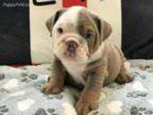 Bulldog Puppy for sale in Chino Hills, CA, USA