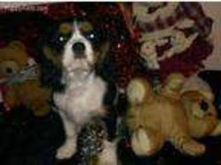 Cavalier King Charles Spaniel Puppy for sale in Hamden, NY, USA