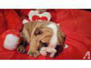 Bulldog Puppy for sale in ROANOKE, VA, USA