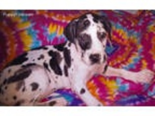 Great Dane Puppy for sale in Wilmington, DE, USA
