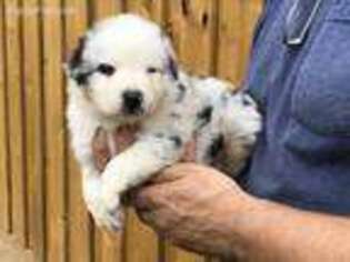 Australian Shepherd Puppy for sale in Brazoria, TX, USA