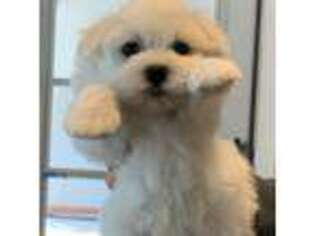 Maltese Puppy for sale in Columbus, GA, USA