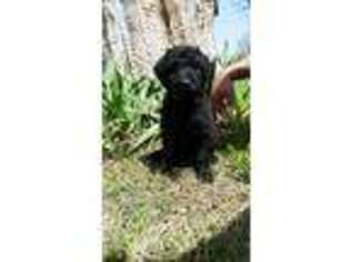 Labradoodle Puppy for sale in Marion, AR, USA