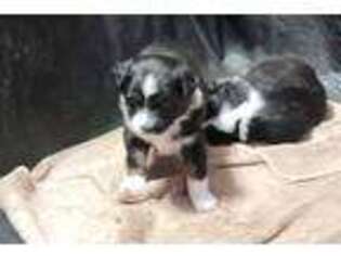 Miniature Australian Shepherd Puppy for sale in Markham, VA, USA
