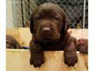 Labrador Retriever Puppy for sale in Front Royal, VA, USA