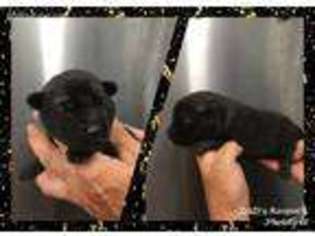 Norwegian Elkhound Puppy for sale in Clifton, KS, USA