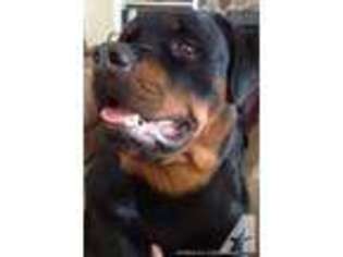 Rottweiler Puppy for sale in YOUNGSTOWN, NY, USA