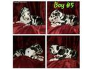 Great Dane Puppy for sale in Omaha, NE, USA