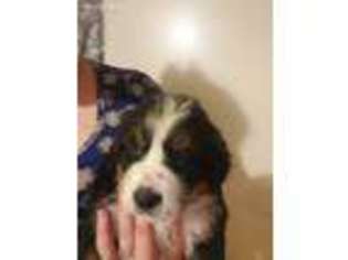 Bernese Mountain Dog Puppy for sale in Greenup, KY, USA