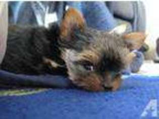 Yorkshire Terrier Puppy for sale in CUDAHY, WI, USA