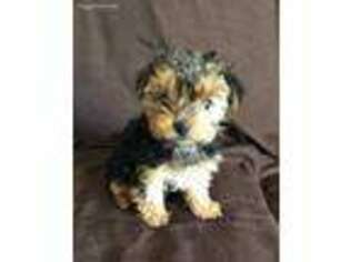 Yorkshire Terrier Puppy for sale in Sherwood, MI, USA