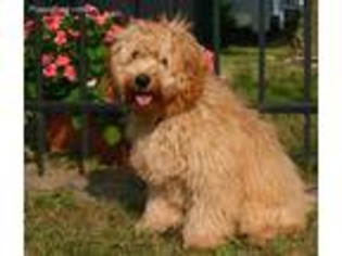 Goldendoodle Puppy for sale in Deer Creek, IL, USA