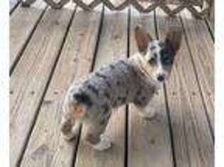 Pembroke Welsh Corgi Puppy for sale in Jacksboro, TX, USA