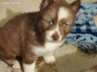 Siberian Husky Puppy for sale in Forest City, NC, USA