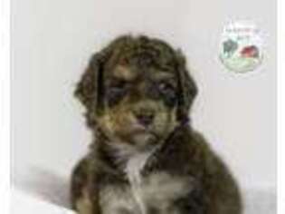 Mutt Puppy for sale in Westlake, OR, USA