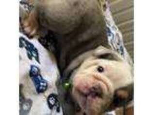 Bulldog Puppy for sale in Richmond, VA, USA