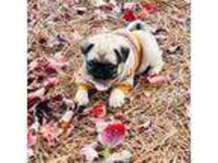 Pug Puppy for sale in Thomasville, NC, USA