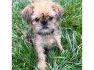 Brussels Griffon Puppy for sale in Richland, MO, USA