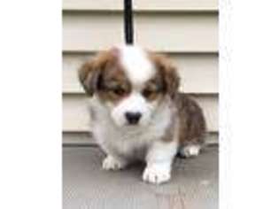 Pembroke Welsh Corgi Puppy for sale in Columbia, MS, USA