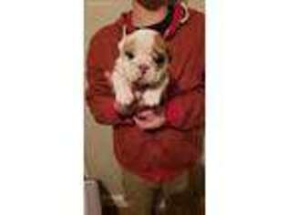 Bulldog Puppy for sale in Lugoff, SC, USA