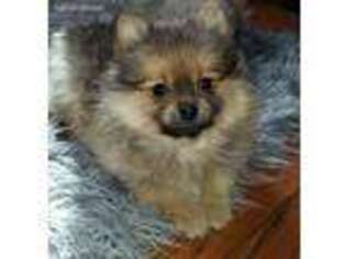 Pomeranian Puppy for sale in Saint Clairsville, OH, USA