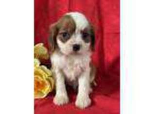 Cavalier King Charles Spaniel Puppy for sale in Orrville, OH, USA