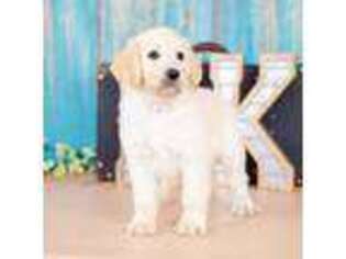 Goldendoodle Puppy for sale in Decorah, IA, USA