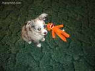 Miniature Australian Shepherd Puppy for sale in Norwood, LA, USA
