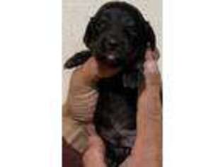 Dachshund Puppy for sale in Wills Point, TX, USA
