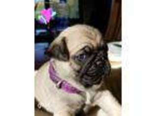 Pug Puppy for sale in Jefferson, WI, USA