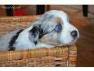 Australian Shepherd Puppy for sale in Elma, WA, USA