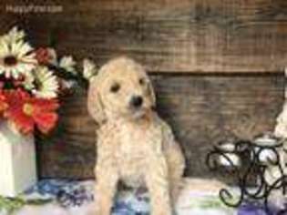 Labradoodle Puppy for sale in Conway, AR, USA