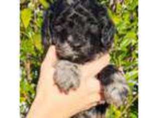 Australian Labradoodle Puppy for sale in Charleston, SC, USA