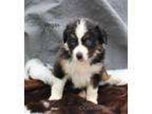 Miniature Australian Shepherd Puppy for sale in Augusta, KS, USA