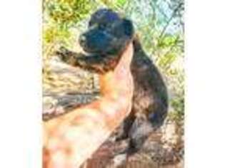 Dutch Shepherd Dog Puppy for sale in Maricopa, AZ, USA
