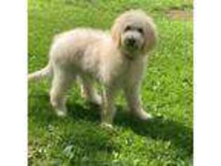 Goldendoodle Puppy for sale in Farmington, CT, USA