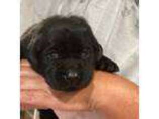 Labrador Retriever Puppy for sale in Randolph, NJ, USA