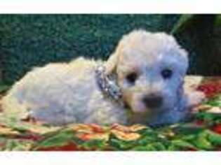 Bichon Frise Puppy for sale in Macomb, IL, USA