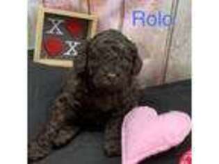 Labradoodle Puppy for sale in Devine, TX, USA