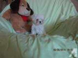 Maltese Puppy for sale in DAYTON, NV, USA