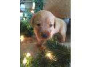 Labrador Retriever Puppy for sale in Jackson, MS, USA