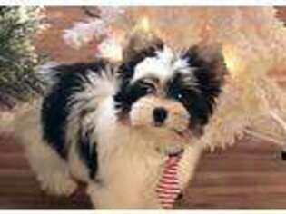Biewer Terrier Puppy for sale in Petersburg, OH, USA