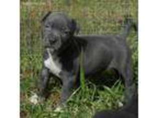 American Staffordshire Terrier Puppy for sale in Cedar Bluff, AL, USA