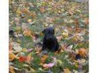 Great Dane Puppy for sale in Sandown, NH, USA