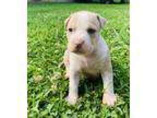 American Staffordshire Terrier Puppy for sale in Social Circle, GA, USA