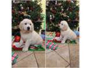 Golden Retriever Puppy for sale in Dalton, GA, USA