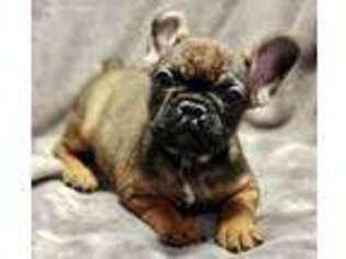 French Bulldog Puppy for sale in Buffalo, MO, USA